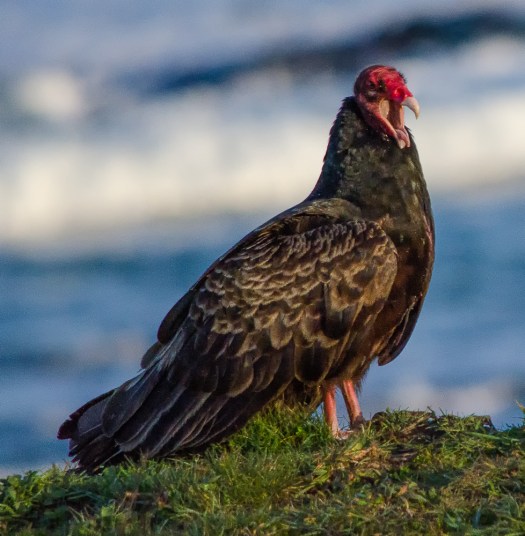 Turkey Vulture
