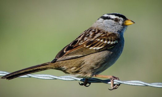 White-Crowned Sparrow