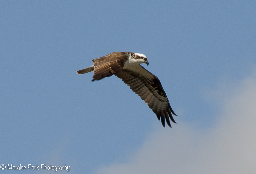 Osprey