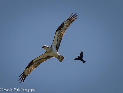 Osprey