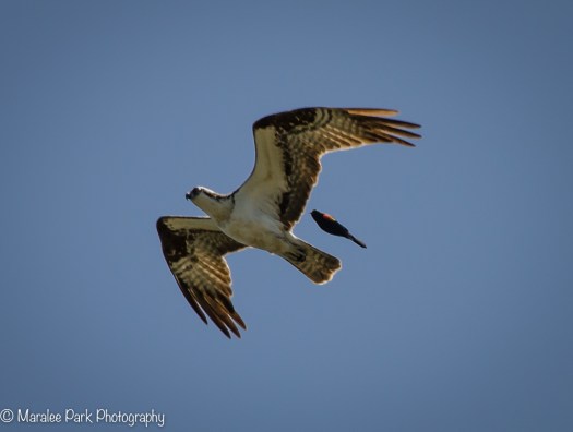 Osprey