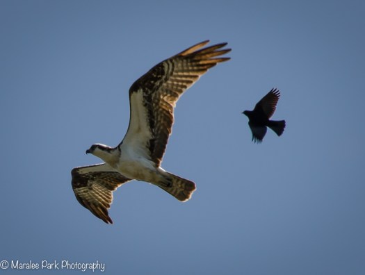 Osprey