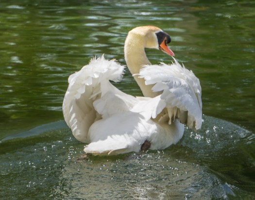 Swan
