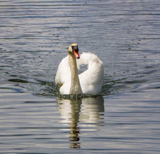 Swan