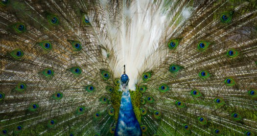 Peacock