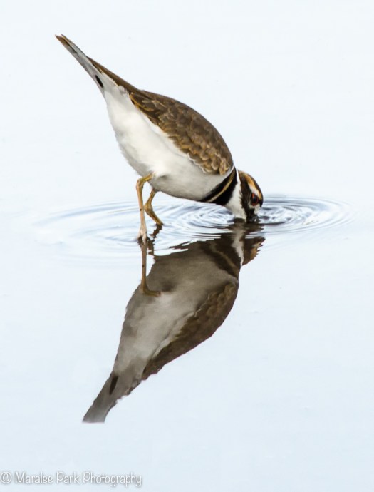 Killdeer