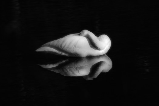 Swan at rest