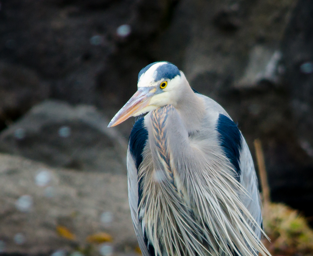 My favorite great blue heron