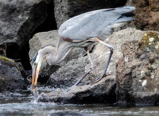 Great Blue Heron Fishing