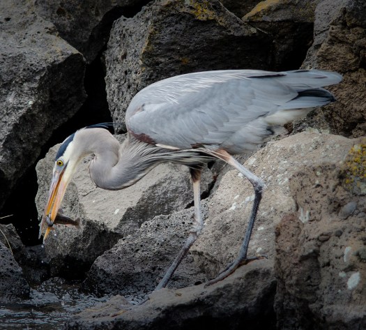 Great Blue Heron Fishing