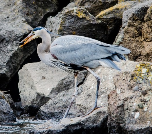 Great Blue Heron fishing