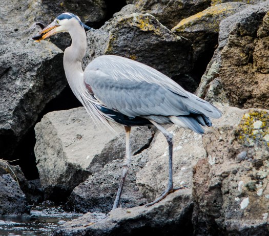 Great Blue Heron fishing