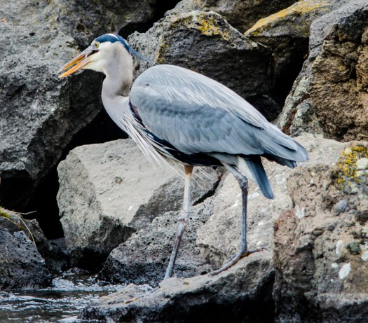 Great Blue Heron fishing