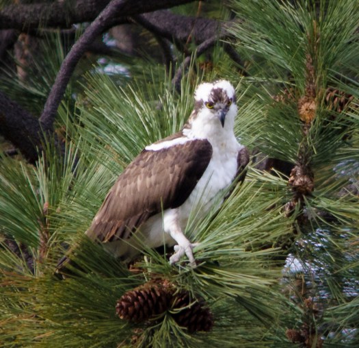 Osprey in Tree