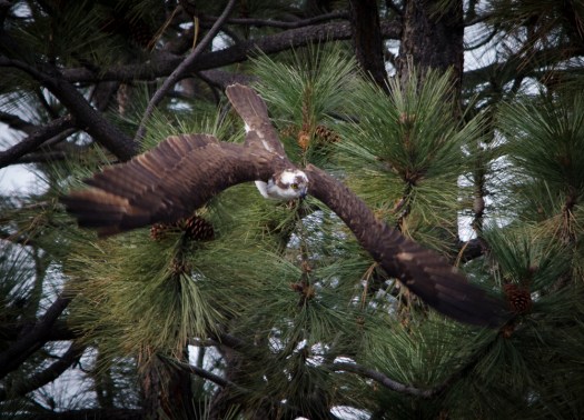 Osprey in Tree
