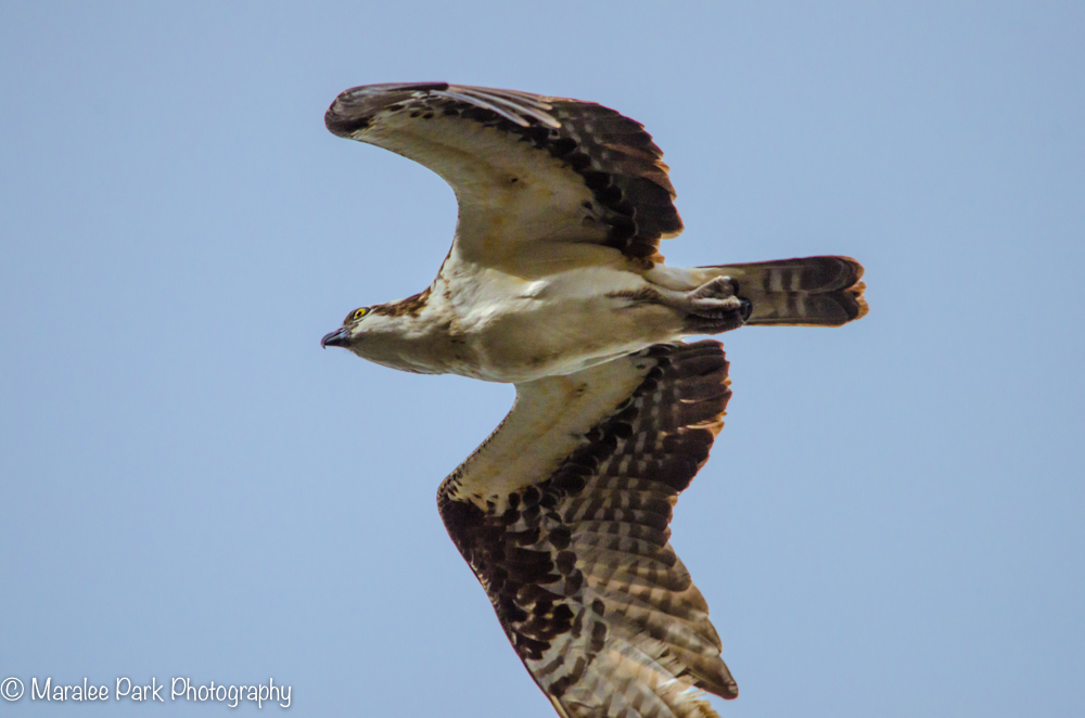Osprey in flight