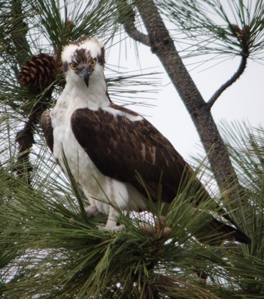 Osprey in Tree