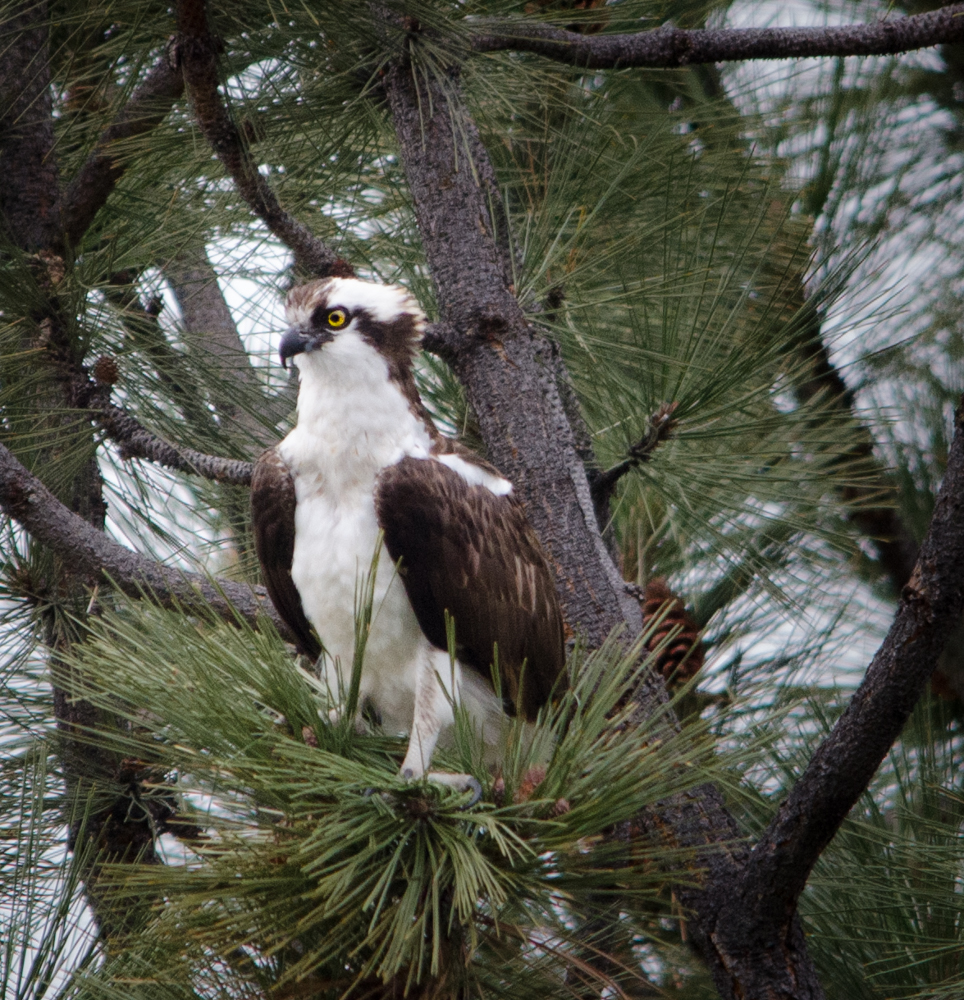 Osprey in Tree