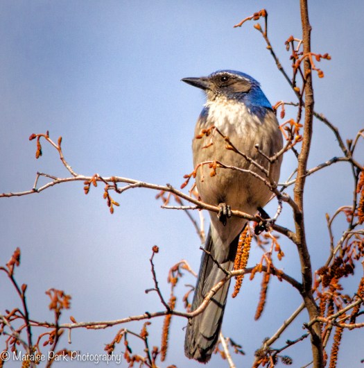 Scrub Jay