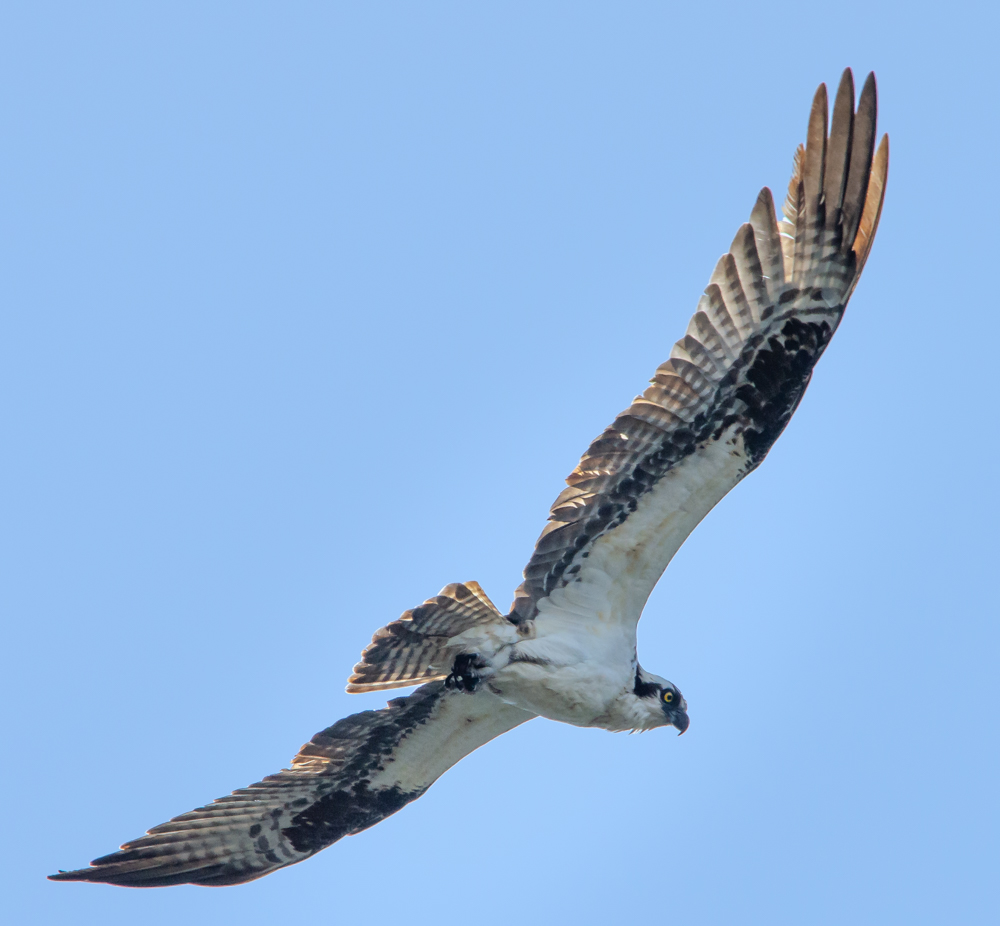 Osprey in flight