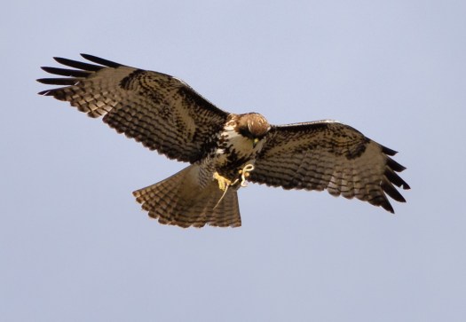 Red-Tailed haw with snake