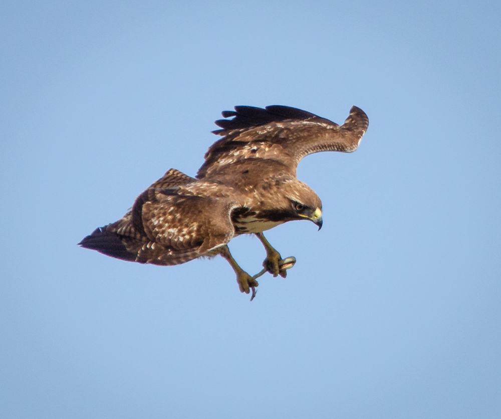 Red-Tailed haw with snake