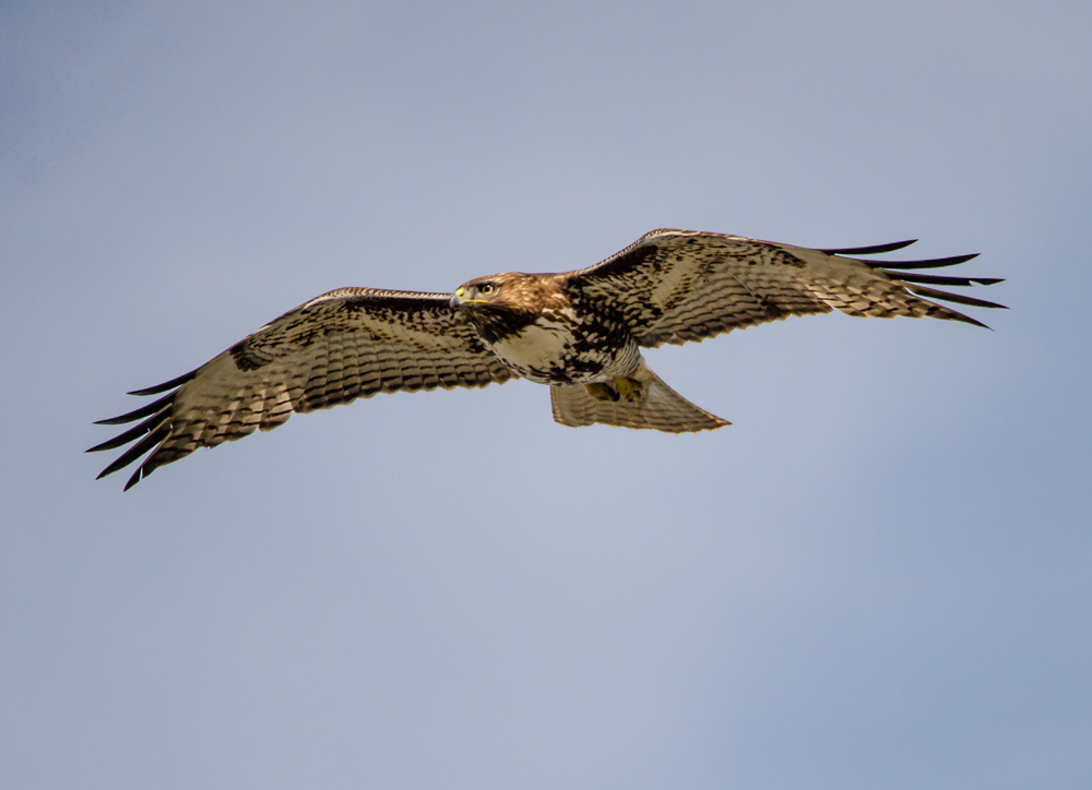 Red-Tailed Hawk