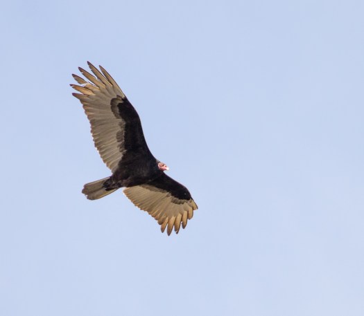 Turkey Vulture