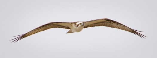 Osprey in Flight