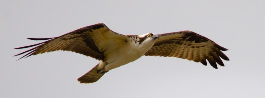 Osprey in Flight