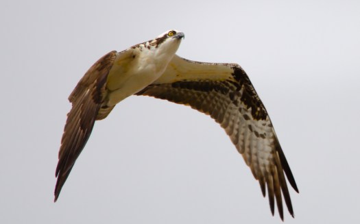 Osprey in Flight