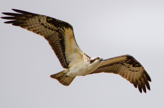 Osprey in Flight