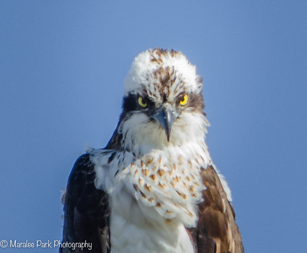 Osprey