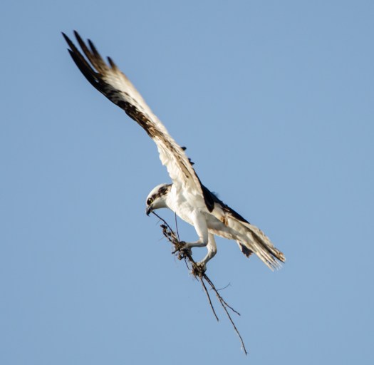 Osprey