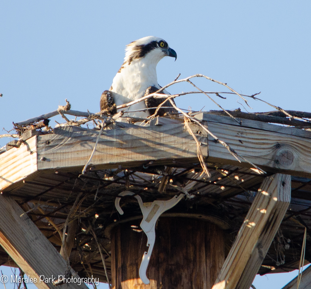 Osprey Nest