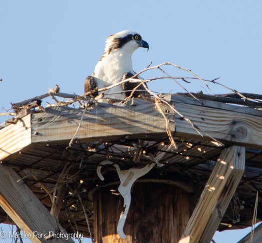Osprey Nest
