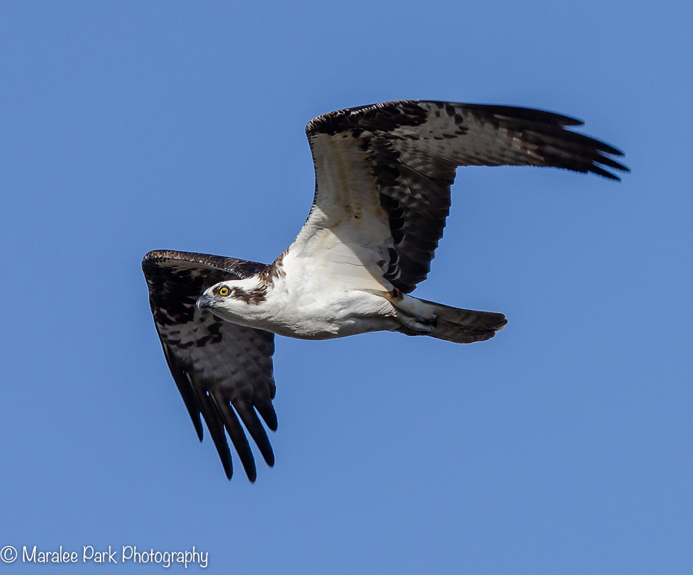 Osprey in Flight