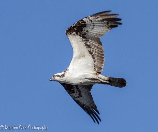 Osprey in Flight