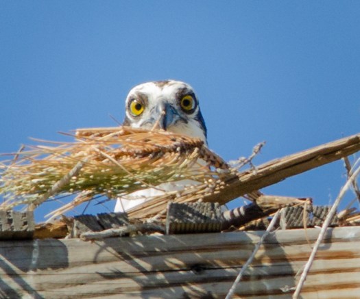 Osprey in nest