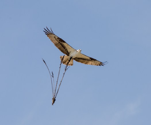 Osprey building nest