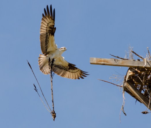 Osprey building nest