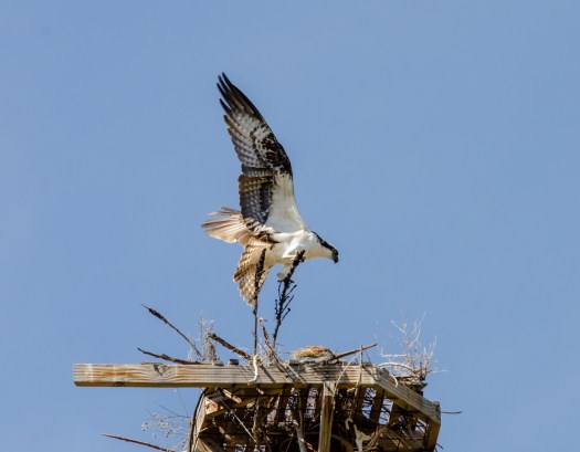 Osprey building nest