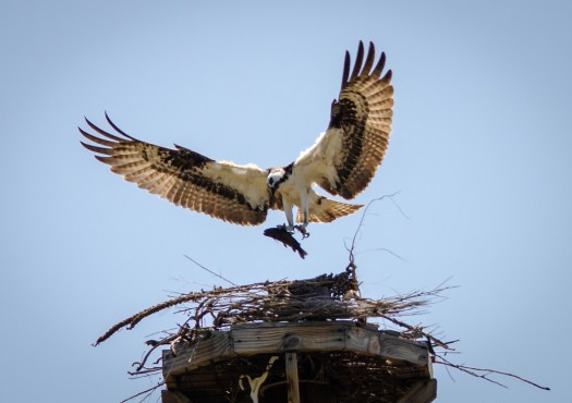 Osprey with fish