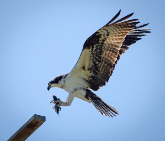 Osprey with fish