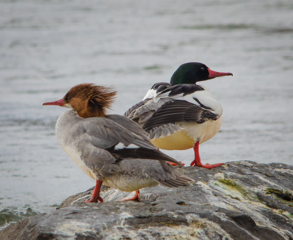 Common Merganser