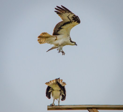 Osprey mating