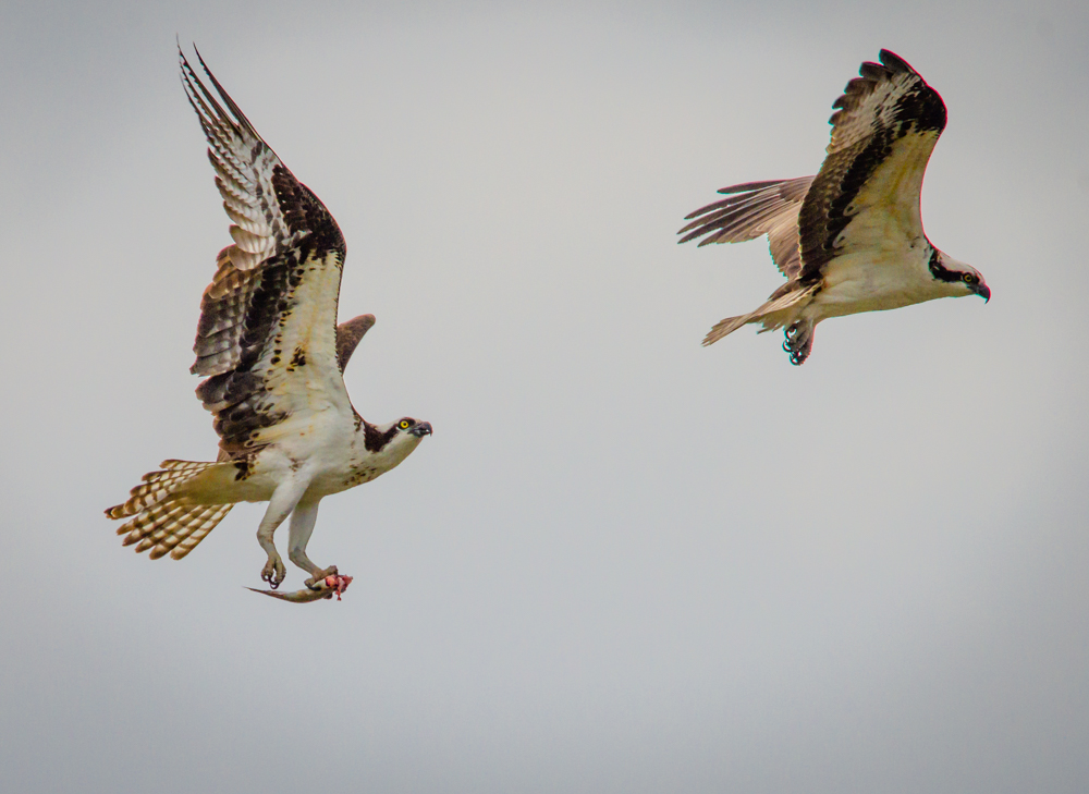 Osprey flying in sync