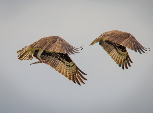Osprey flying in sync