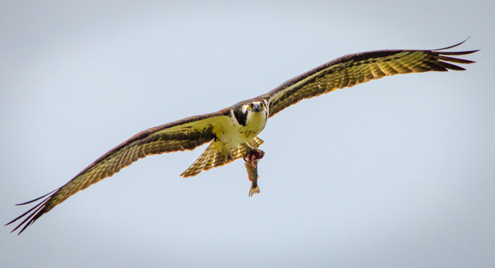 Osprey with Fish