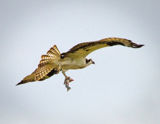 Osprey in Flight